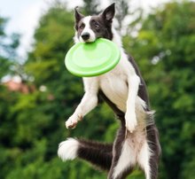 Frisbee Dog